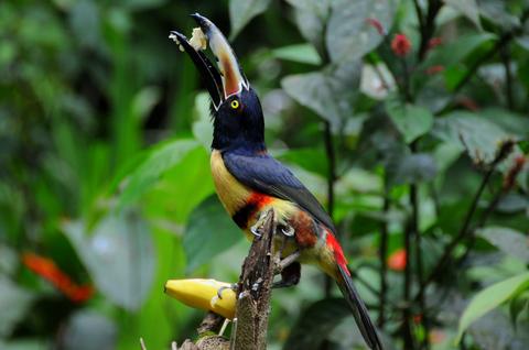 Fiery-billed Aracari and Collared Aracari 