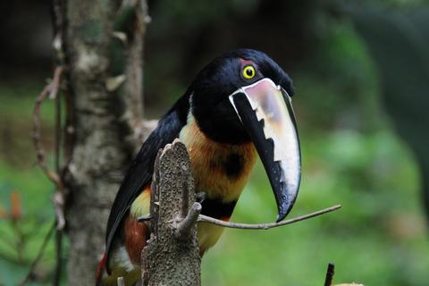 Fiery-billed Aracari and Collared Aracari 