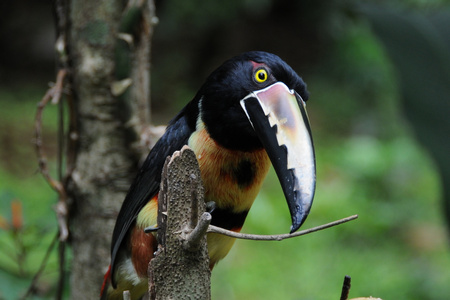 Fiery-billed Aracari and Collare