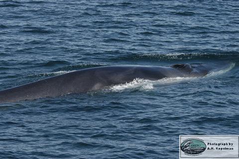 Fin Whale 