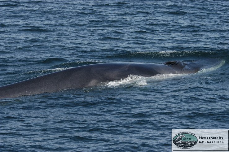 Fin Whale, photo 2