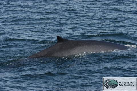 Fin Whale 