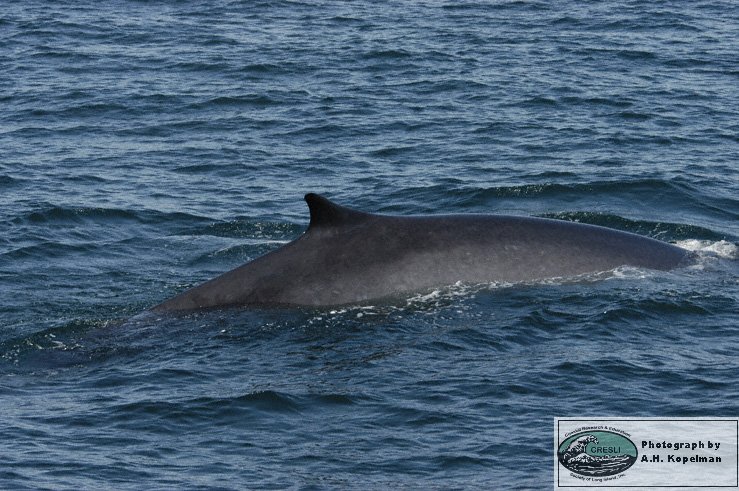 Fin Whale, photo 1
