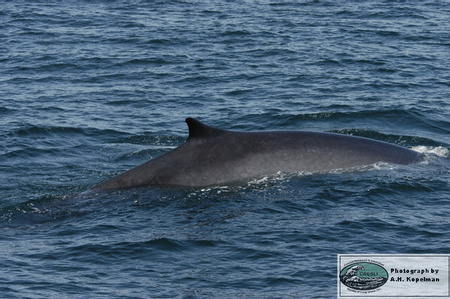 Fin Whale