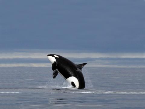 Orca, Ballena Asesina 