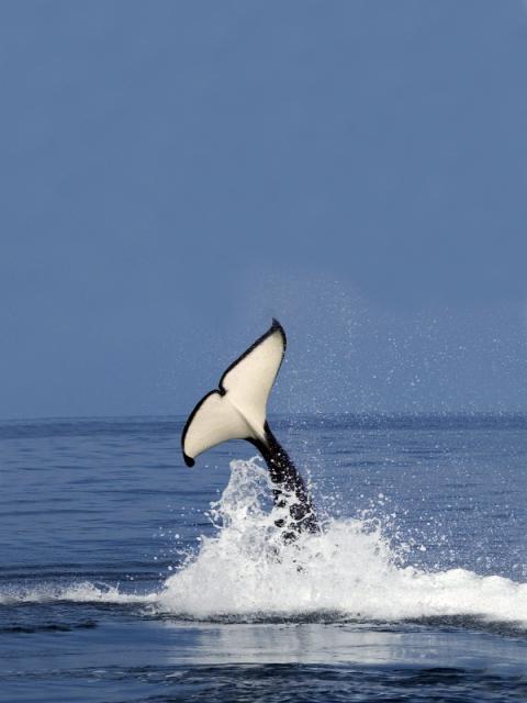 Orca, Ballena Asesina 