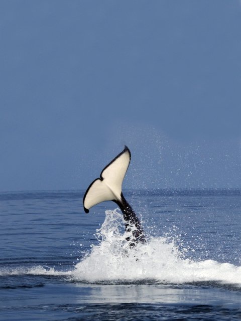 Orca, Killer Whale, photo 2