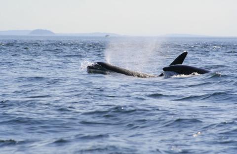 Orca, Killer Whale 