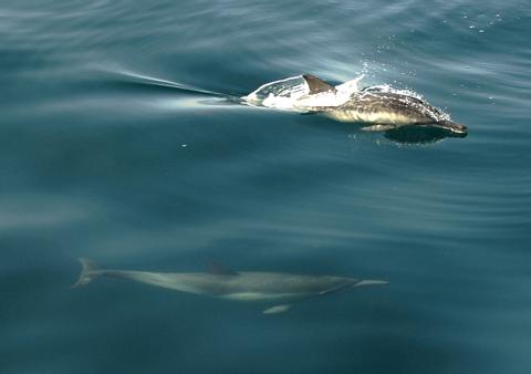 Common Dolphin 