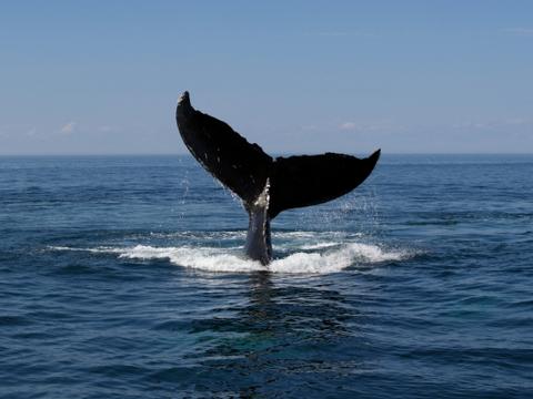 Humpback Whale