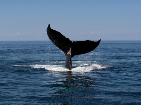 Ballena Jorobada 