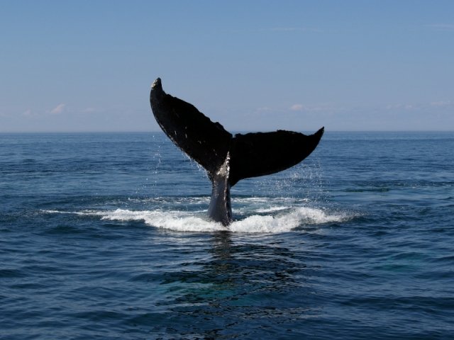 Humpback Whale, photo 2