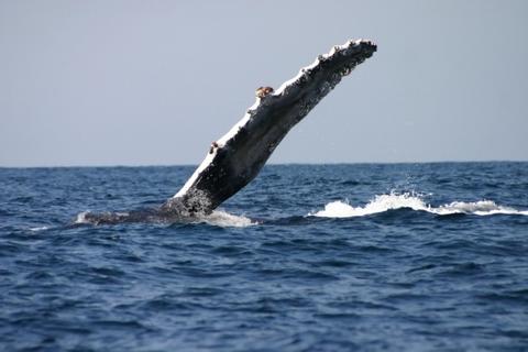 Humpback Whale