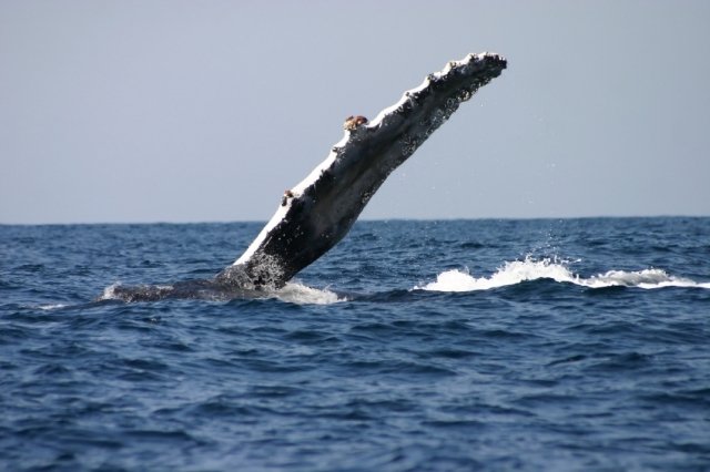 Humpback Whale, photo 3