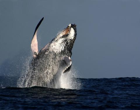 Ballena Jorobada 