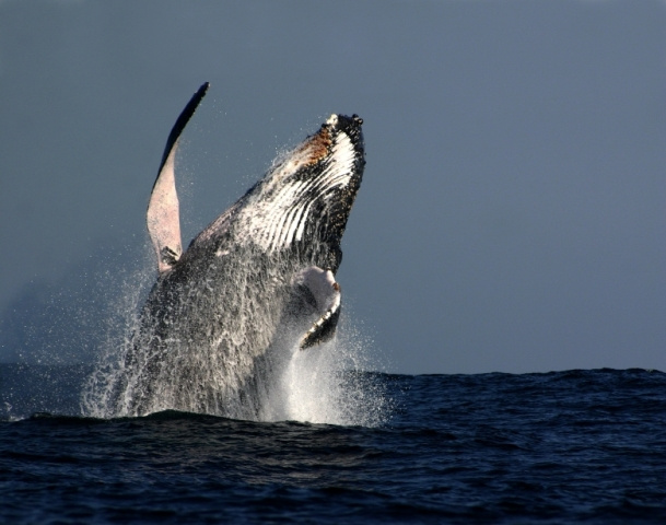 Humpback Whale Photo