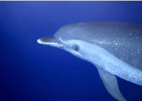 Delfín Manchado del Pacífico 