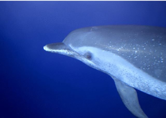 Pacific Spotted Dolphin, photo 2