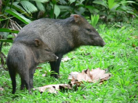 Collared Peccary 