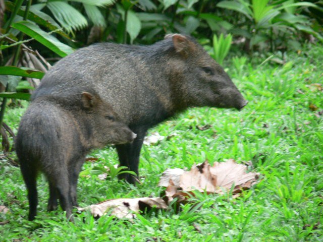 Collared Peccary, photo 1