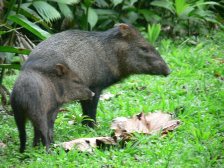Collared Peccary