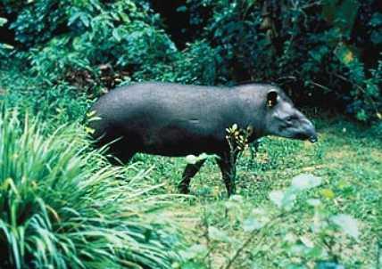 Baird's Tapir 