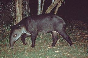 Baird's Tapir 