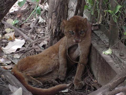 Jaguarundi 