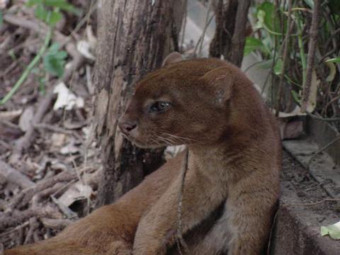 Jaguarundi 