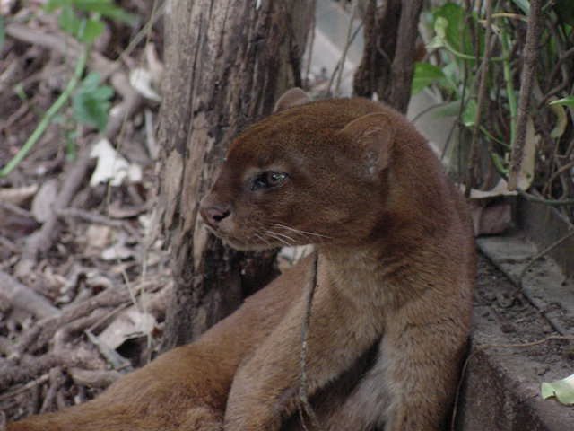 Jaguarundi, photo 1