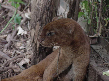 Jaguarundi