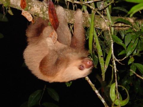 Two-Toed Sloth 