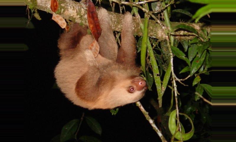 The Two Toed Sloth Costa Rica The Two Toed Sloth Costa Rica