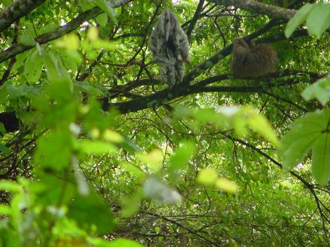 Two-Toed Sloth