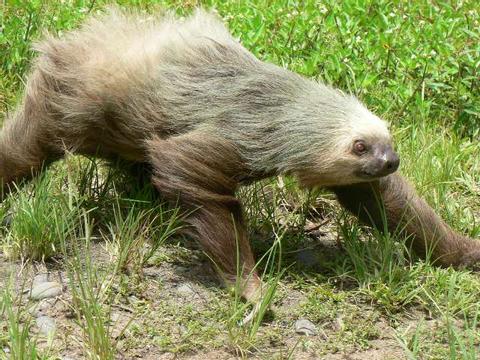 Two-Toed Sloth 