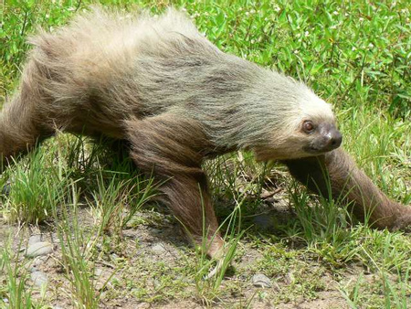 Two-Toed Sloth