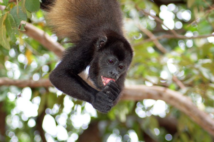 Mantled Howler Monkey, photo 2