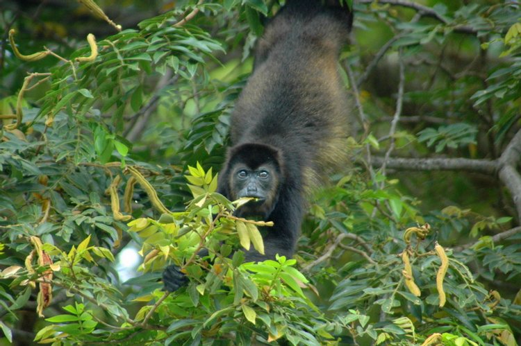 Mantled Howler Monkey, photo 3