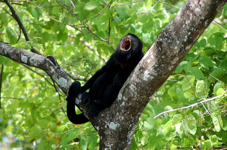 Mantled Howler Monkey
