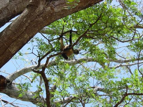 Spider Monkey