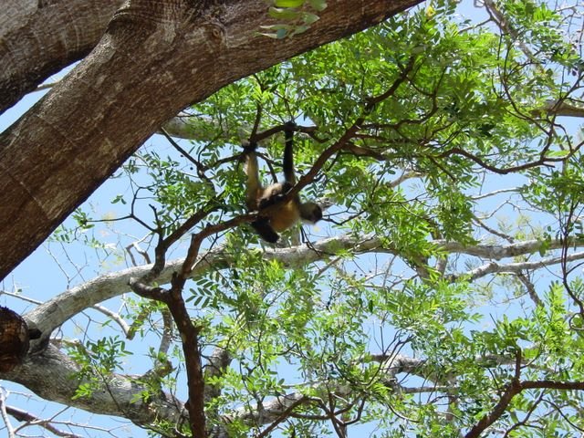 Spider Monkey, photo 2