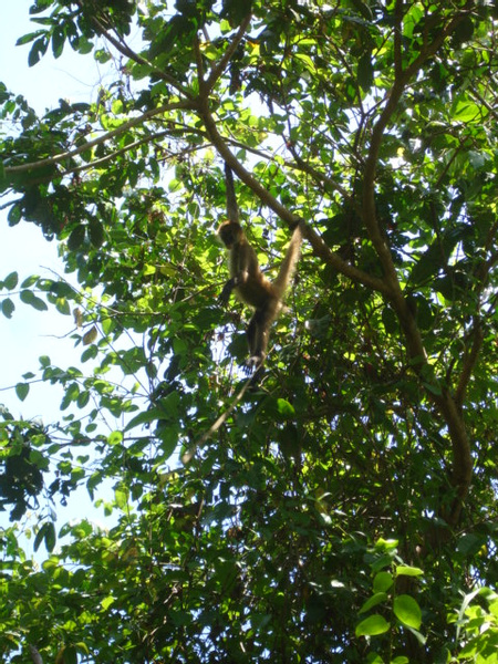 Spider Monkey