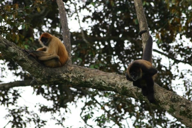 Spider Monkey, photo 1