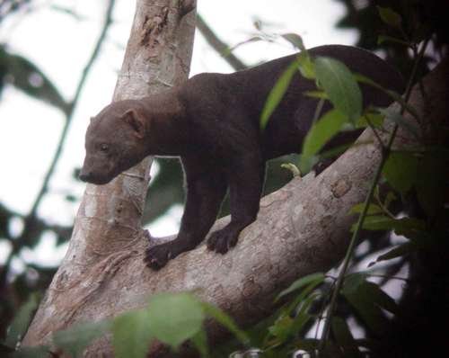 Tayra, photo 1