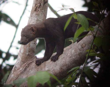 Tayra