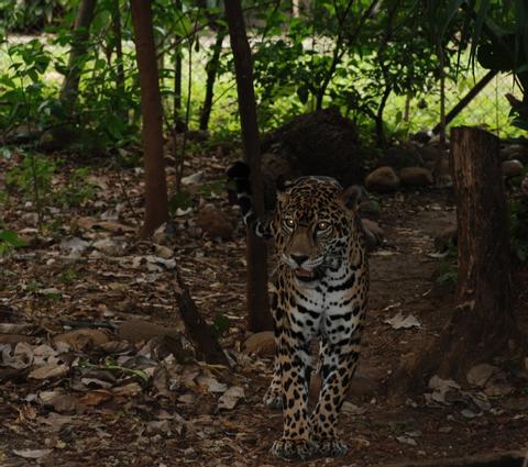Jaguar