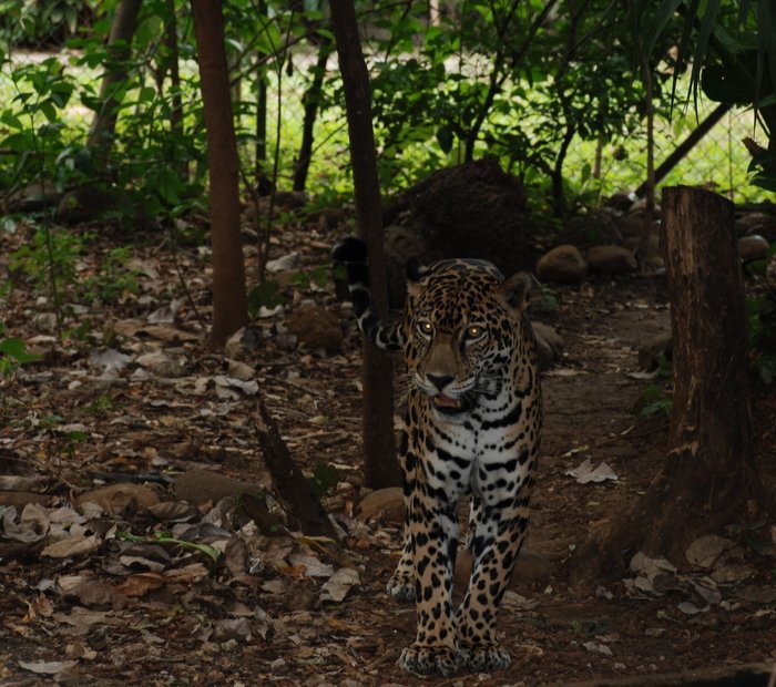 Jaguar, photo 2