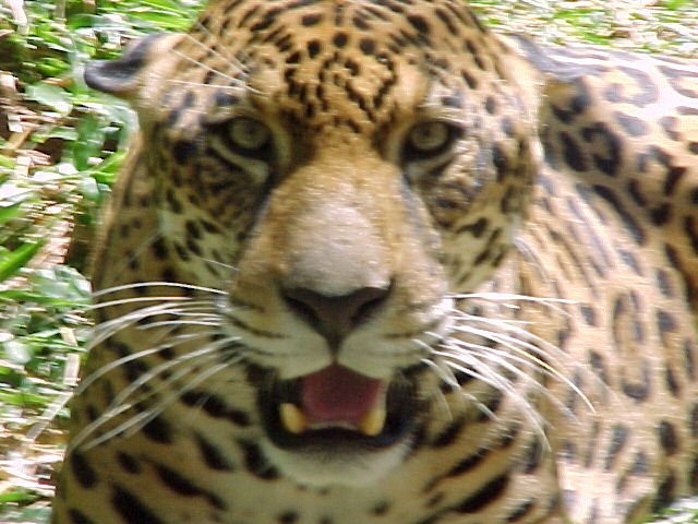 Jaguar, photo 3
