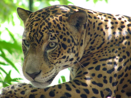 Jaguar