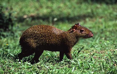 Agutí Centroamericano, Cherenga 